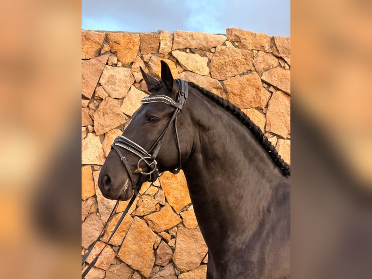 Lusitano Stallion 6 years 15,1 hh Black in Caldas da Rainha