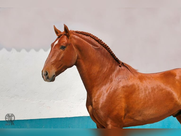 Lusitano Stallion 6 years 15,2 hh Chestnut-Red in Pinhal Novo