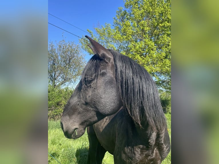Lusitano Stallion 6 years 15,2 hh Smoky-Black in Saligny-sur-Roudon