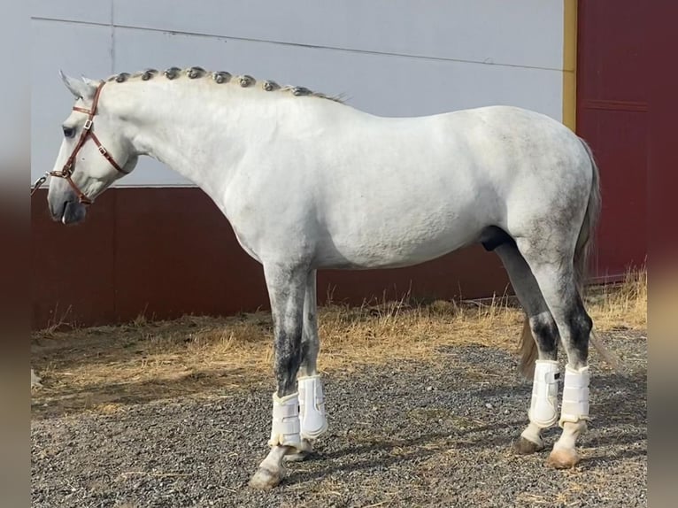 Lusitano Stallion 6 years 15,3 hh Grey-Dapple in Martfeld
