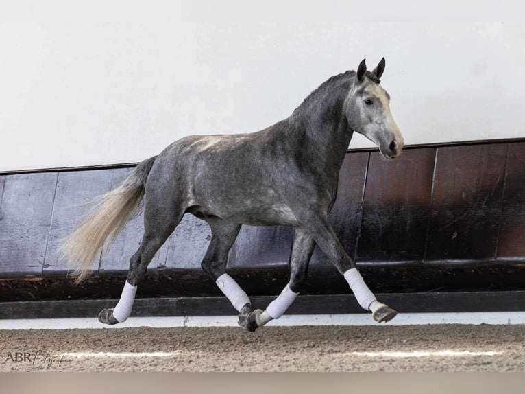 Lusitano Stallion 6 years 16,1 hh Gray in Lissabon