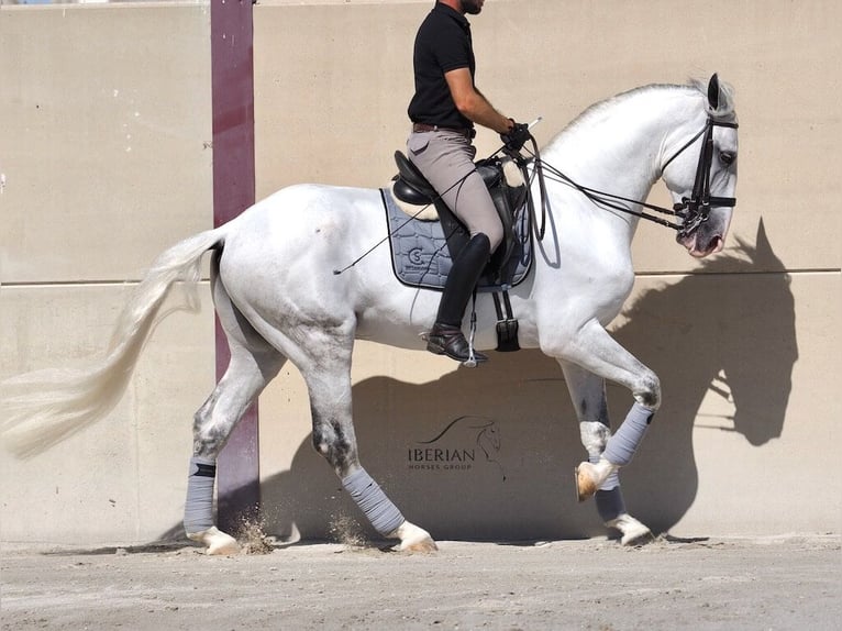 Lusitano Stallion 6 years 16.1 hh Grey in Navas Del Madroño