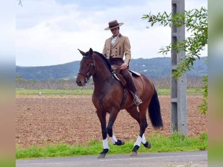 Lusitano Stallion 6 years 16 hh Brown in Rio Maior