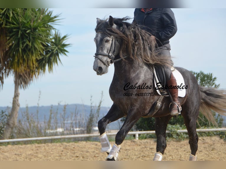 Lusitano Stallion 6 years 16 hh Gray-Dapple in Vejer de la Frontera
