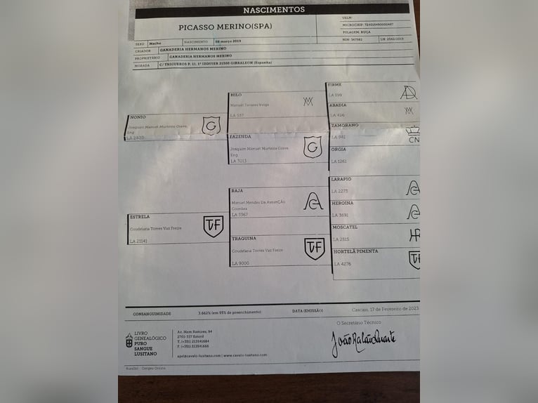 Lusitano Stallion 6 years 16 hh Grey-Dapple in Burgwedel