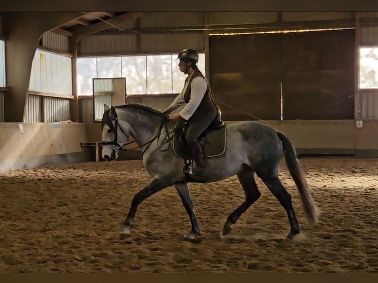 Lusitano Stallion 6 years 16 hh Grey-Dapple in Burgwedel