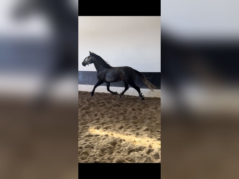 Lusitano Stallion 6 years 16 hh Grey in Coruche