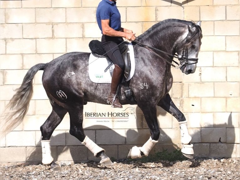 Lusitano Stallion 6 years 16 hh Grey in Navas Del Madro&#xF1;o