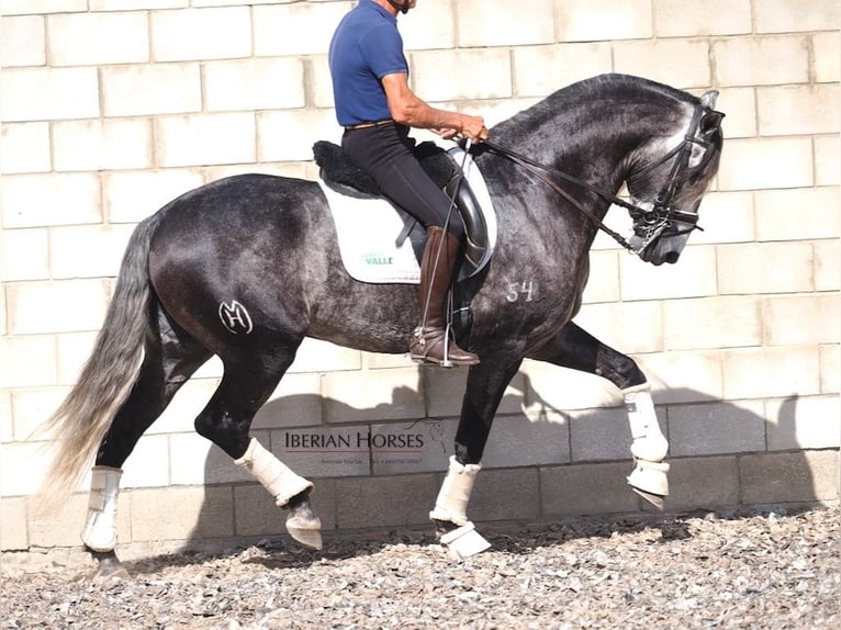 Lusitano Stallion 6 years 16 hh Grey in Navas Del Madro&#xF1;o
