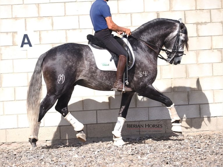 Lusitano Stallion 6 years 16 hh Grey in Navas Del Madro&#xF1;o