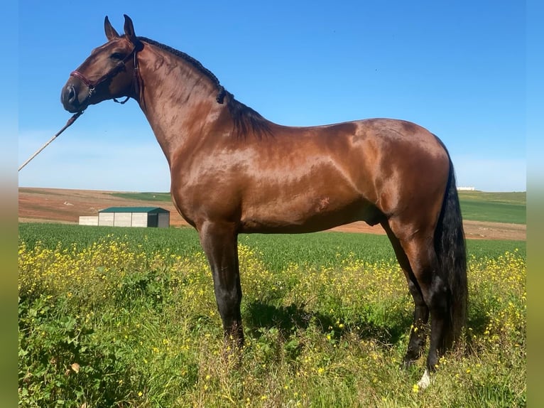 Lusitano Stallion 6 years 16,1 hh Brown in Lisboa