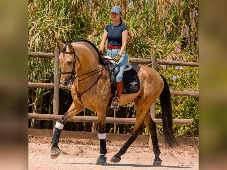 Lusitano Stallion 6 years 16,3 hh Dun in Santarem Lusitano Stallion 6 years 16,3 hh Dun in Santarem