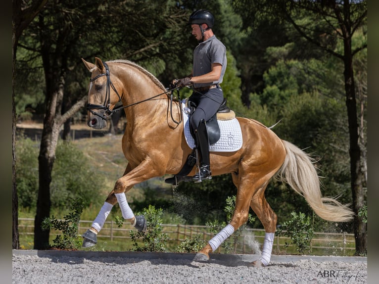 Lusitano Stallion 6 years 16,3 hh Palomino in Vale do Pau Queimado