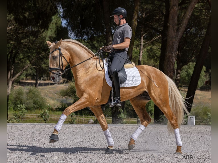 Lusitano Stallion 6 years 16,3 hh Palomino in Vale do Pau Queimado