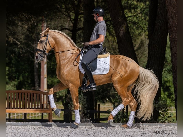 Lusitano Stallion 6 years 16,3 hh Palomino in Vale do Pau Queimado