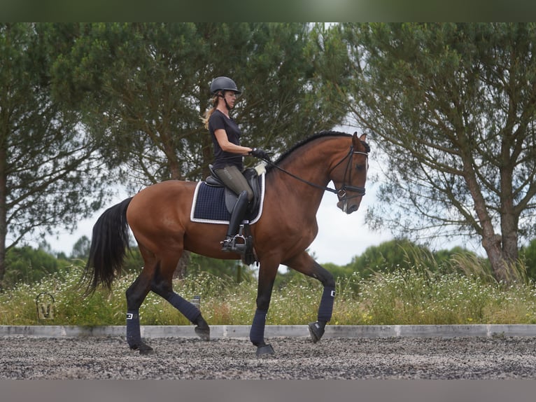 Lusitano Stallion 6 years 17 hh Bay in Agua Derramada