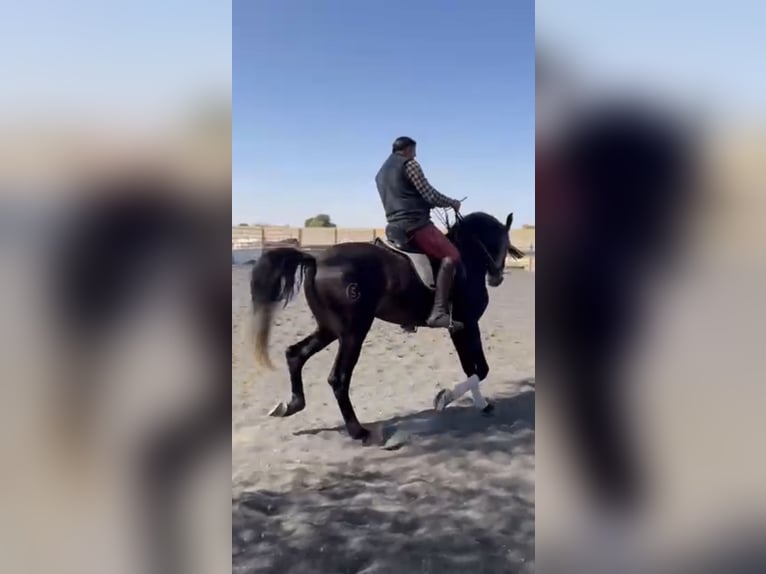 Lusitano Stallion 6 years Brown in Tarancon