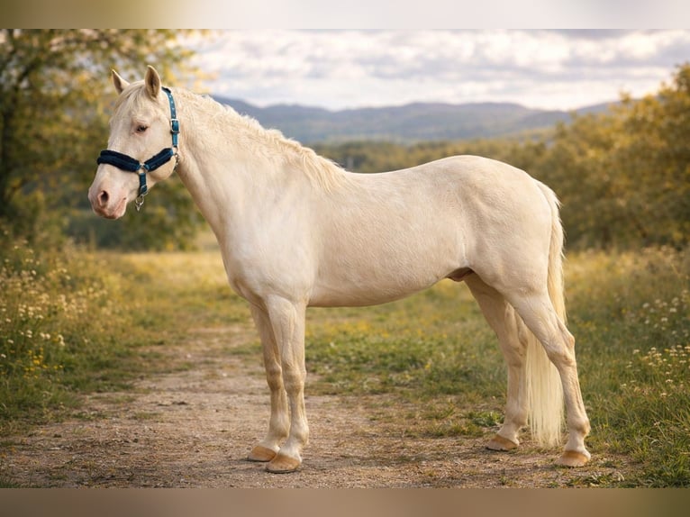 Lusitano Stallion 7 years 15.2 hh Cremello in El Tiemblo