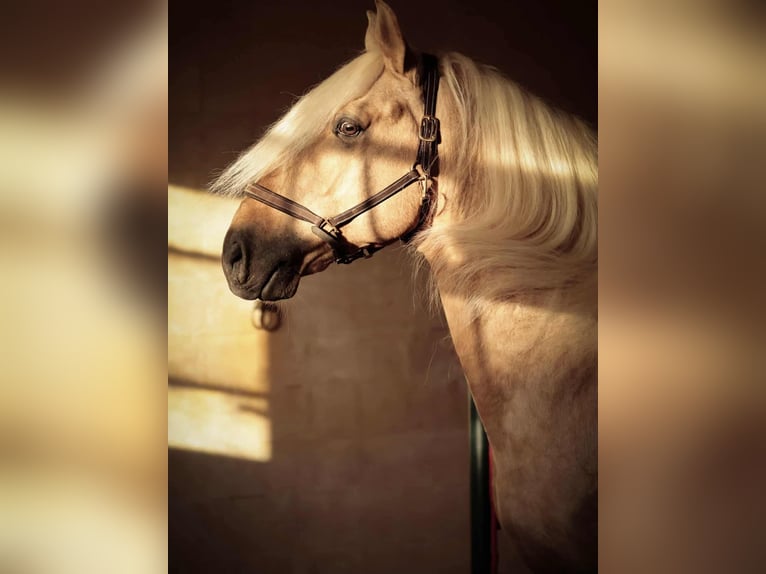 Lusitano Mix Stallion 7 years 15.2 hh Palomino in Rio Maior