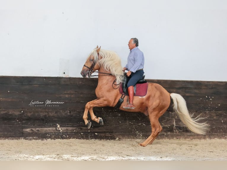 Lusitano Mix Stallion 7 years 15.2 hh Palomino in Rio Maior