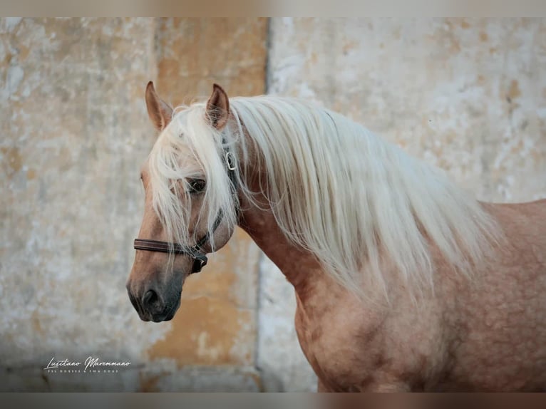 Lusitano Mix Stallion 7 years 15.2 hh Palomino in Rio Maior