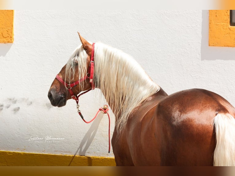 Lusitano Mix Stallion 7 years 15.2 hh Palomino in Rio Maior