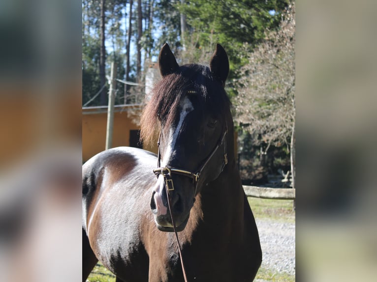 Lusitano Stallion 7 years 15,1 hh Black in Coimbra