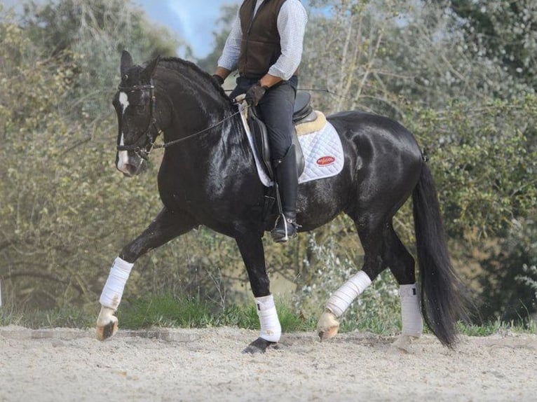 Lusitano Stallion 7 years 15,2 hh Black in NAVAS DEL MADRONO