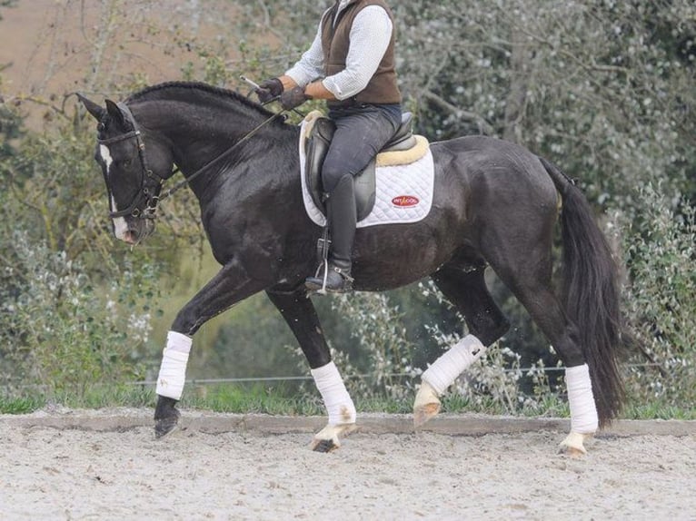 Lusitano Stallion 7 years 15,2 hh Black in NAVAS DEL MADRONO