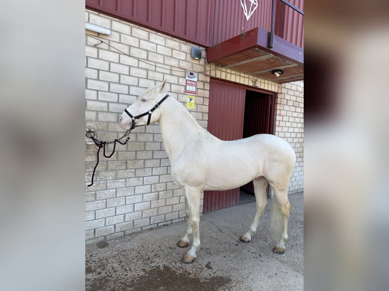 Lusitano Stallion 7 years 15,2 hh Cremello in El Tiemblo