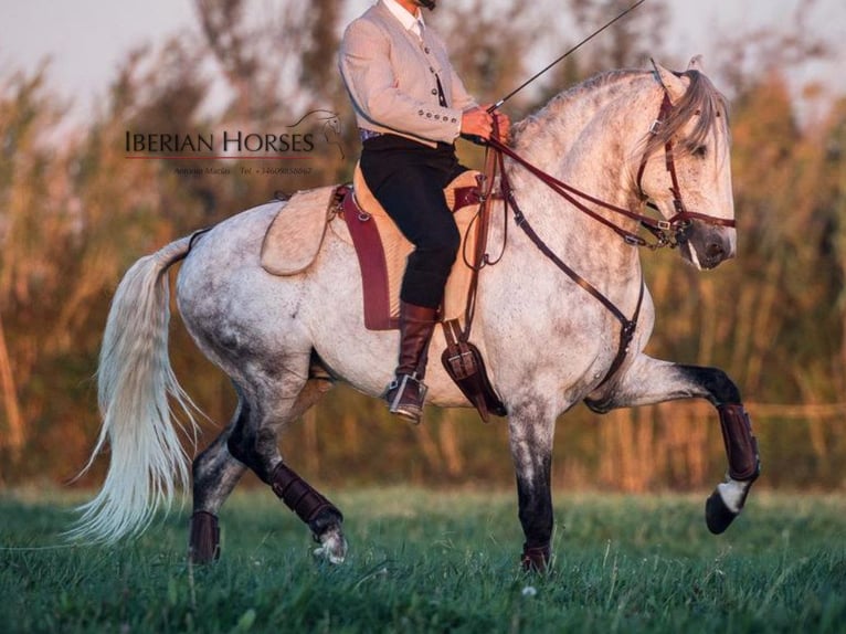 Lusitano Stallion 7 years 15,2 hh Grey in Navas Del Madroño Lusitano Stallion 7 years 15,2 hh Grey in Navas Del Madroño