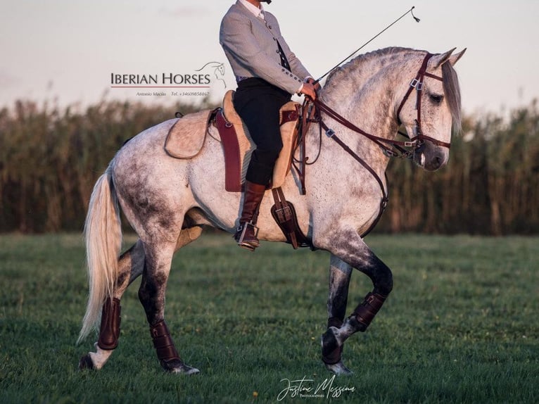 Lusitano Stallion 7 years 15,2 hh Grey in Navas Del Madroño Lusitano Stallion 7 years 15,2 hh Grey in Navas Del Madroño