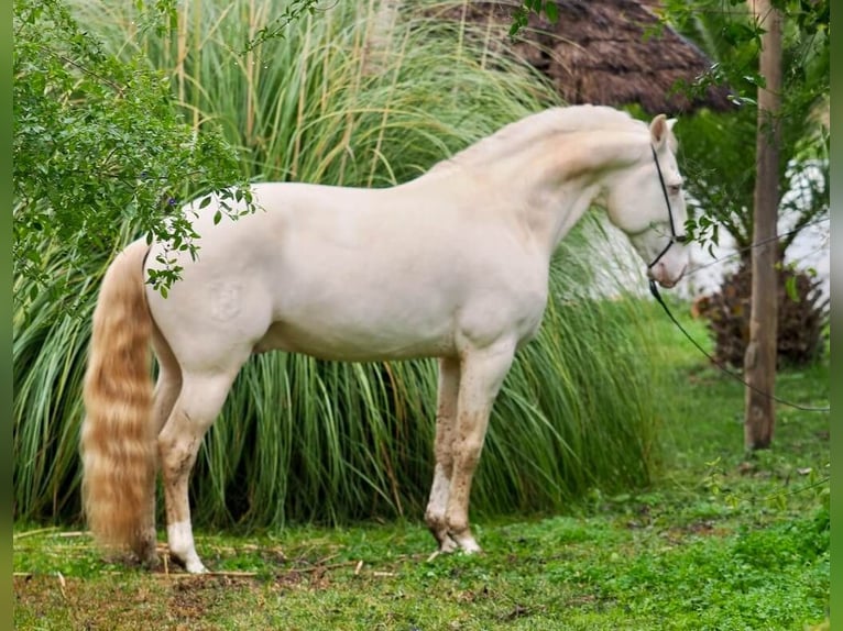 Lusitano Stallion 7 years 15,2 hh Perlino in Navas Del Madro&#xF1;o