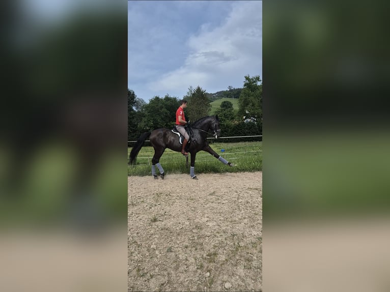 Lusitano Stallion 7 years 16.1 hh Bay-Dark in Santander