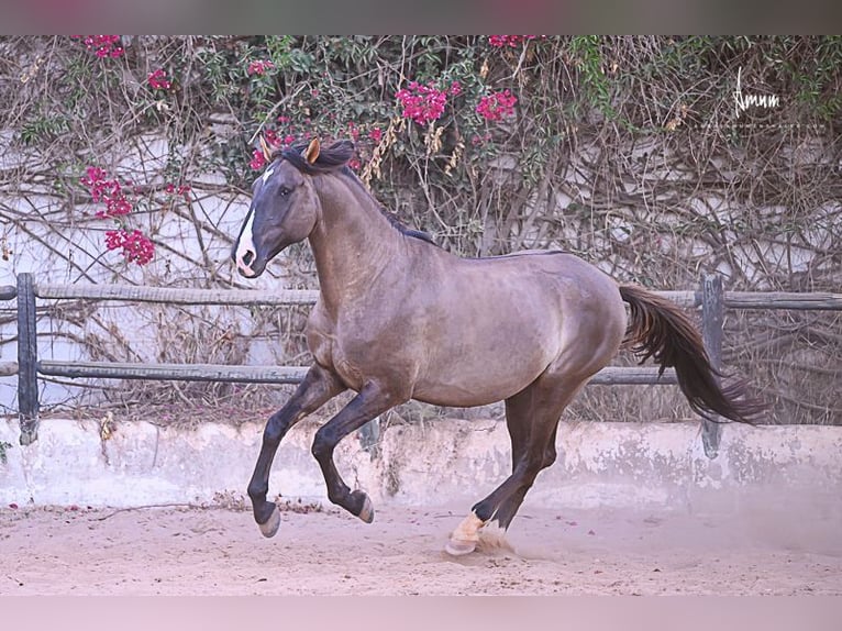 Lusitano Stallion 7 years 16.1 hh Grullo in Odiáxere