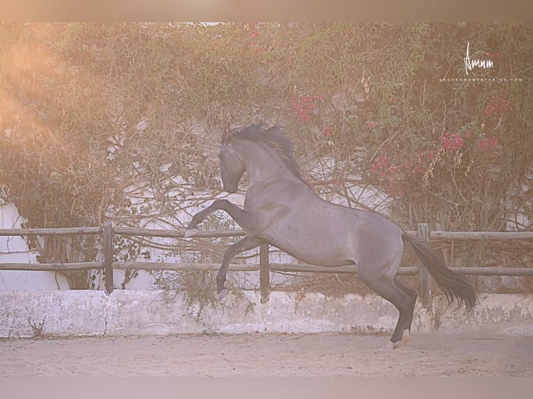Lusitano Stallion 7 years 16.1 hh Grullo in Odiáxere