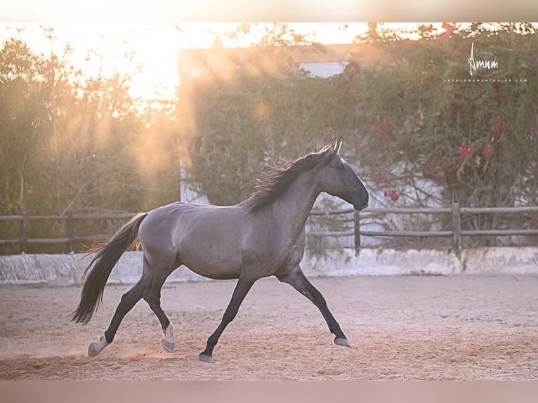 Lusitano Stallion 7 years 16.1 hh Grullo in Odiáxere