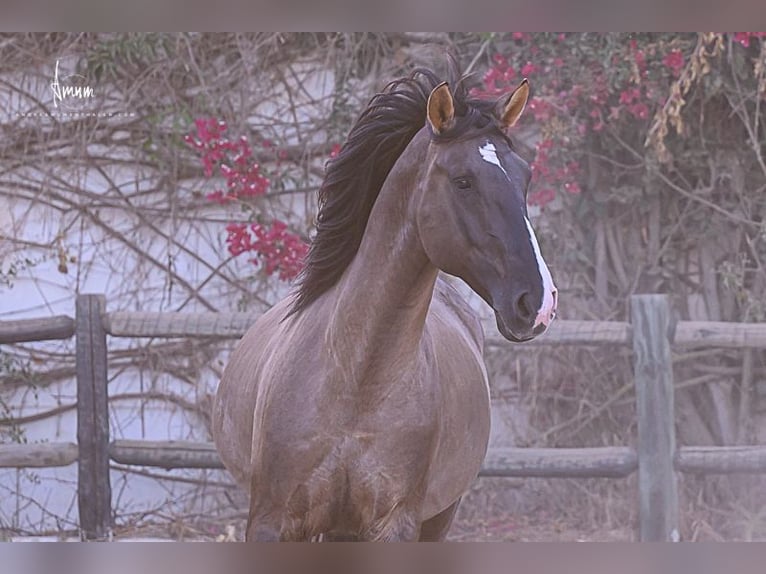 Lusitano Stallion 7 years 16.1 hh Grullo in Odiáxere