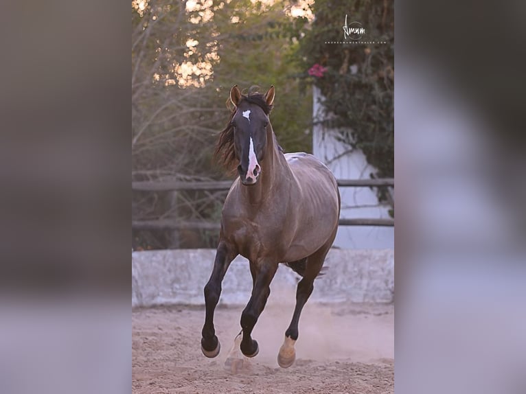 Lusitano Stallion 7 years 16.1 hh Grullo in Odiáxere