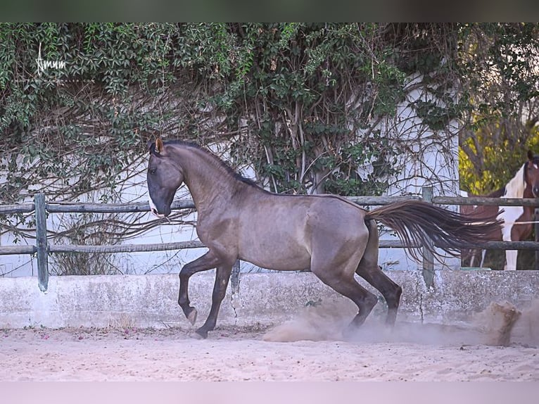 Lusitano Stallion 7 years 16.1 hh Grullo in Odiáxere