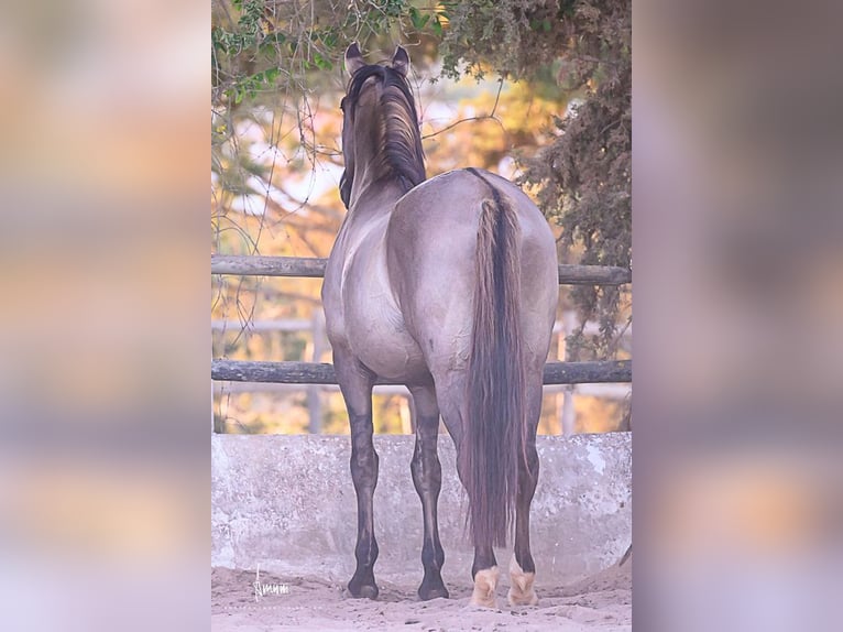 Lusitano Stallion 7 years 16.1 hh Grullo in Odiáxere