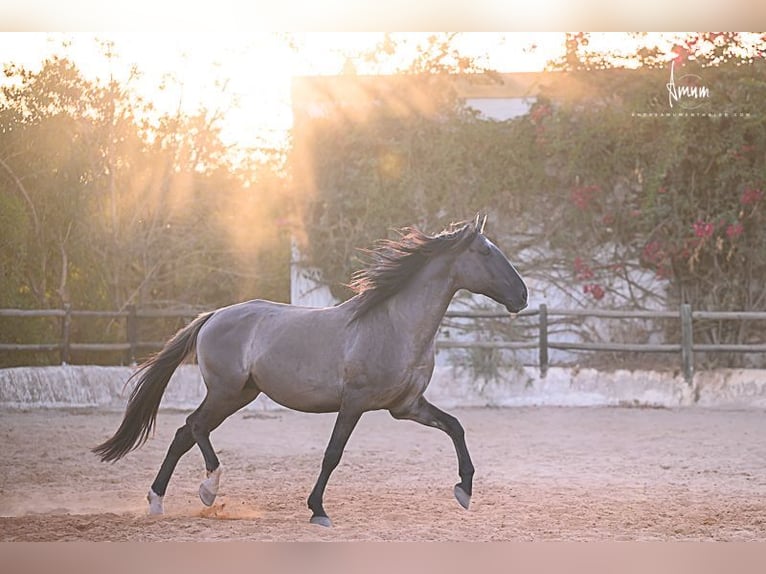 Lusitano Stallion 7 years 16.1 hh Grullo in Odiáxere