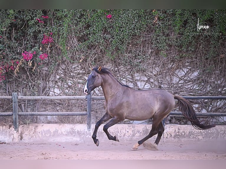 Lusitano Stallion 7 years 16.1 hh Grullo in Odiáxere