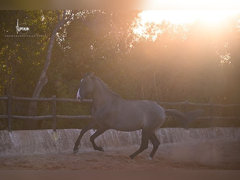 Lusitano Stallion 7 years 16.1 hh Grullo in Odiáxere