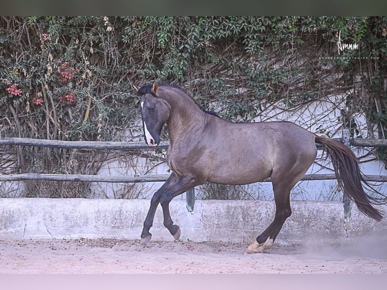 Lusitano Stallion 7 years 16.1 hh Grullo in Odiáxere
