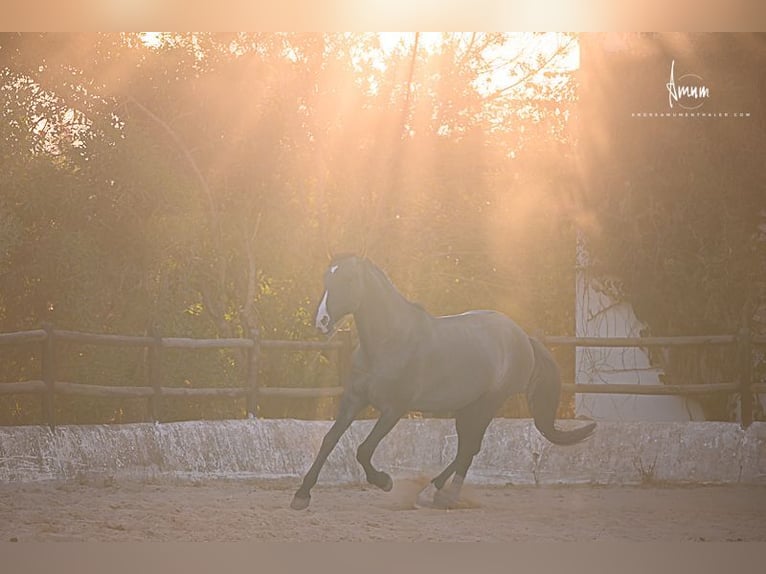 Lusitano Stallion 7 years 16.1 hh Grullo in Odiáxere