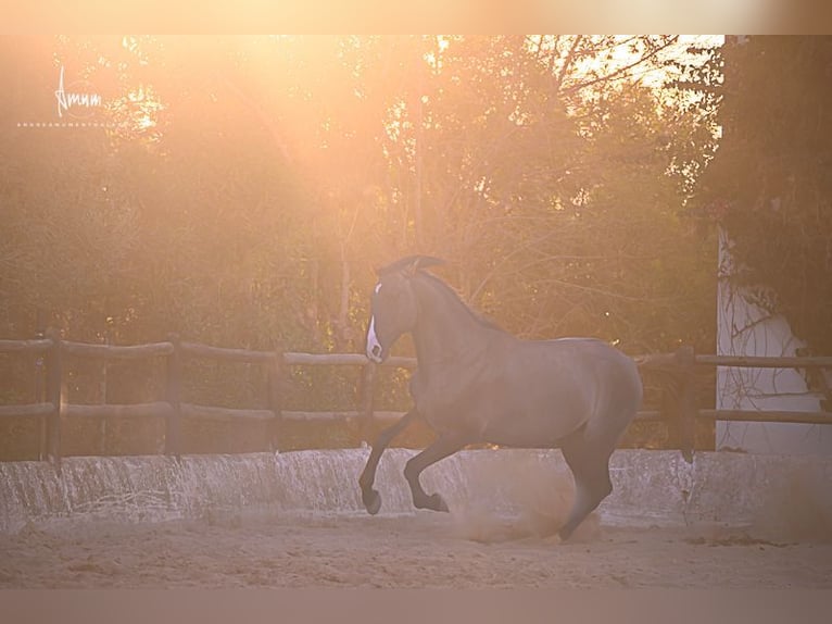 Lusitano Stallion 7 years 16.1 hh Grullo in Odiáxere