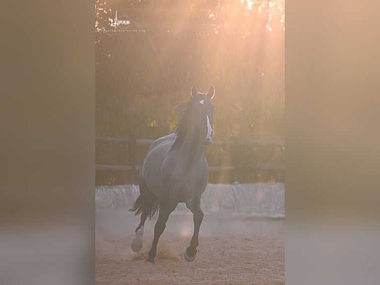 Lusitano Stallion 7 years 16.1 hh Grullo in Odiáxere