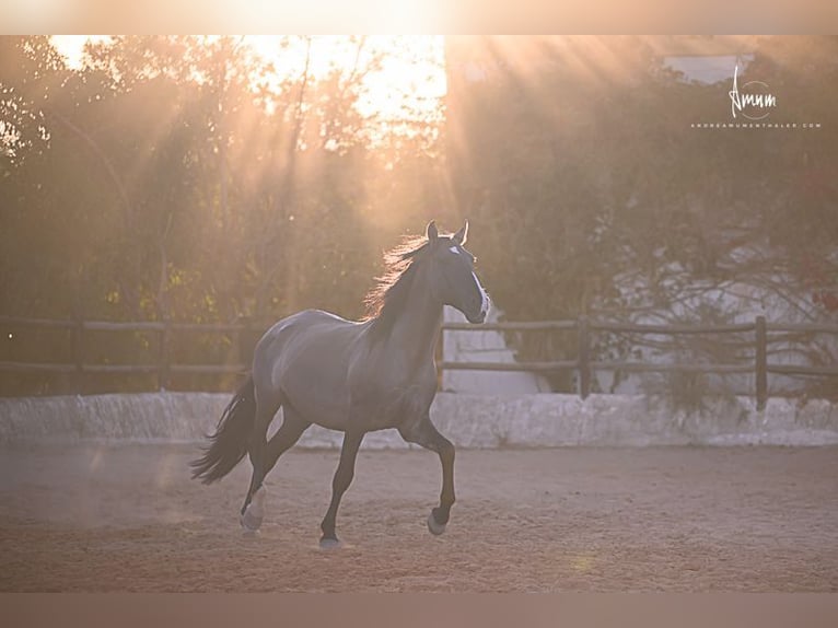 Lusitano Stallion 7 years 16.1 hh Grullo in Odiáxere