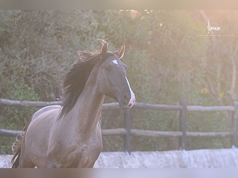 Lusitano Stallion 7 years 16.1 hh Grullo in Odiáxere
